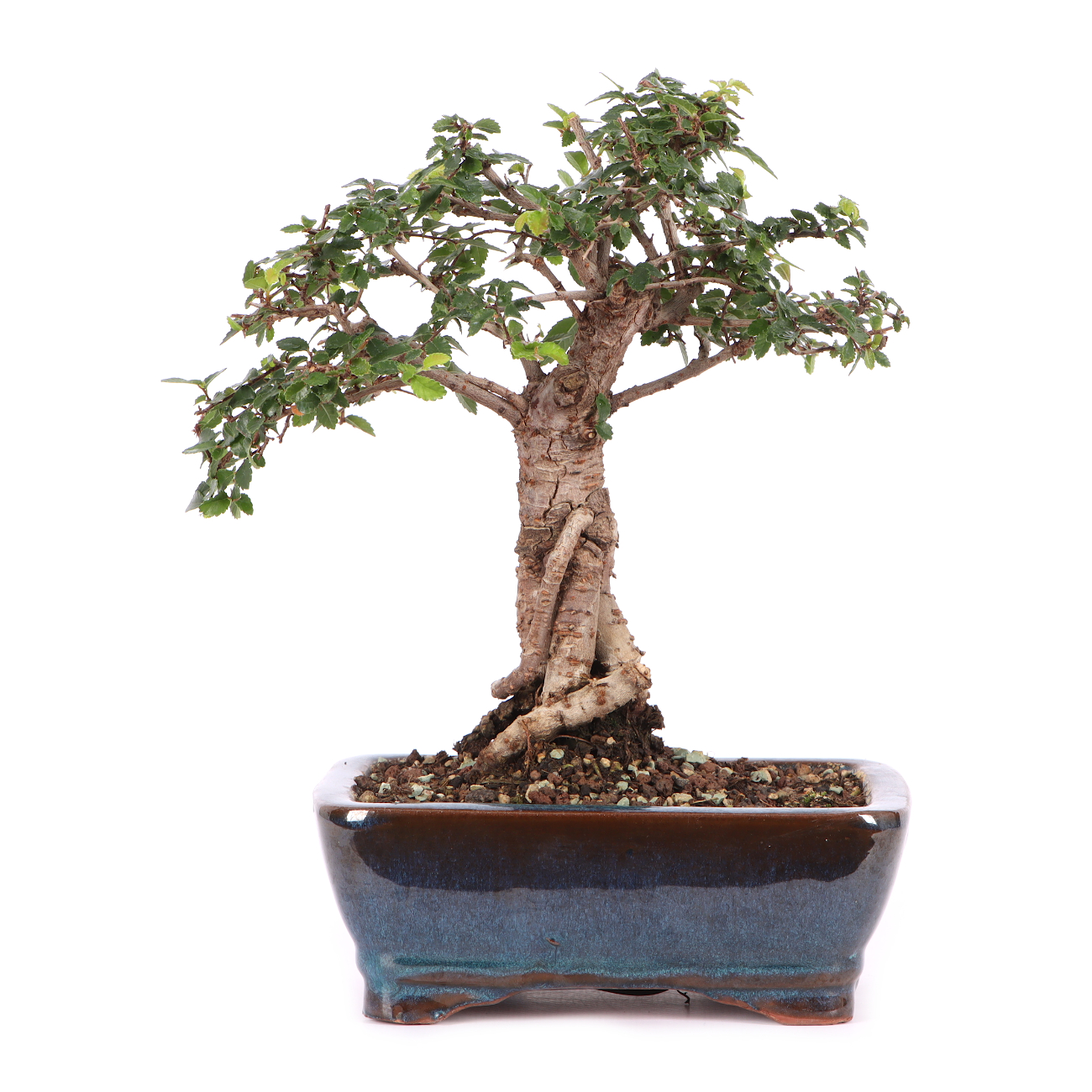 Ulmus parvifolia