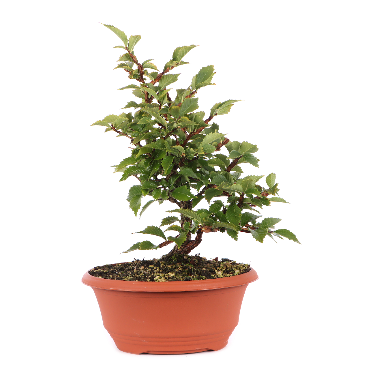 Ulmus minor var.