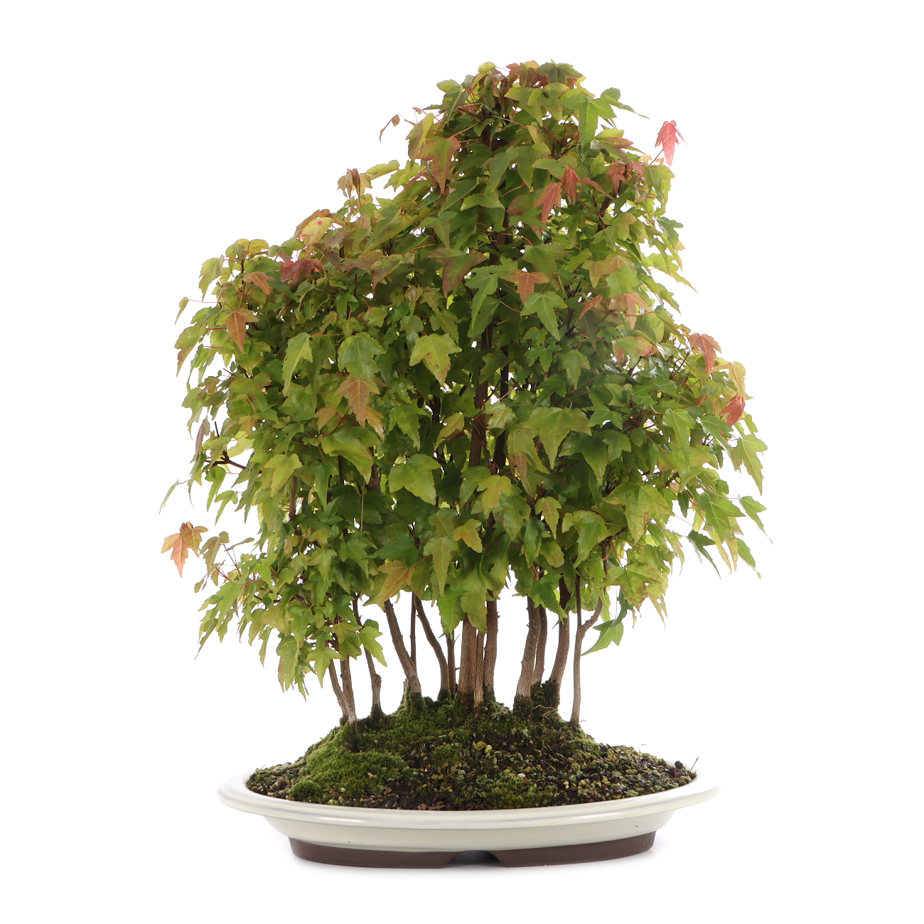Acer buergerianum