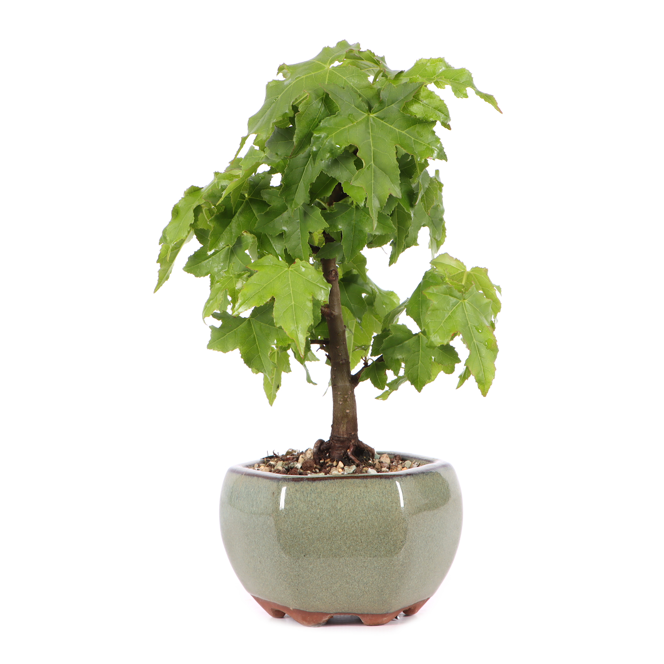 Liquidambar styraciflua 'Nana'