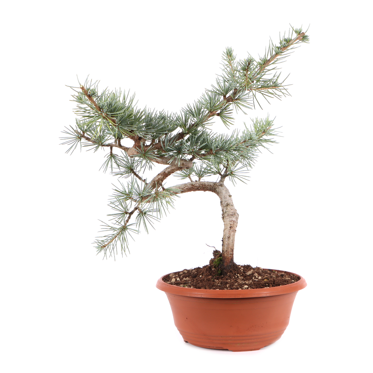 Cedrus atlantica 'Glauca'
