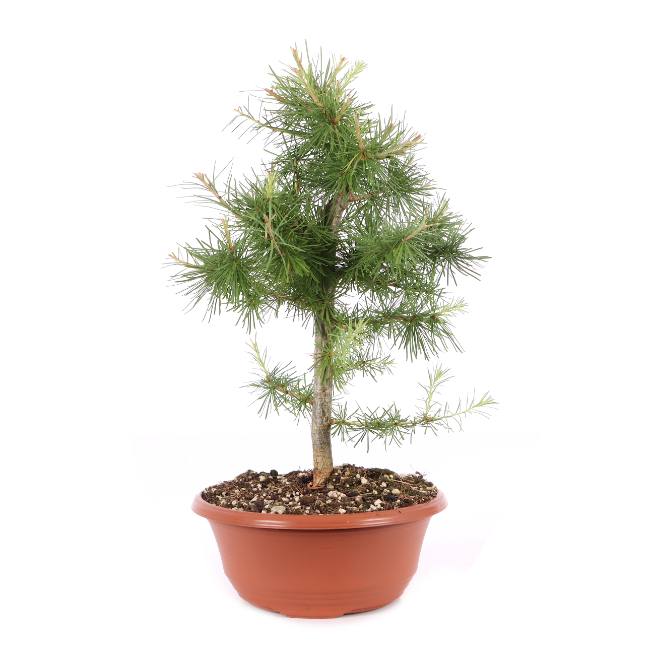 Larix decidua