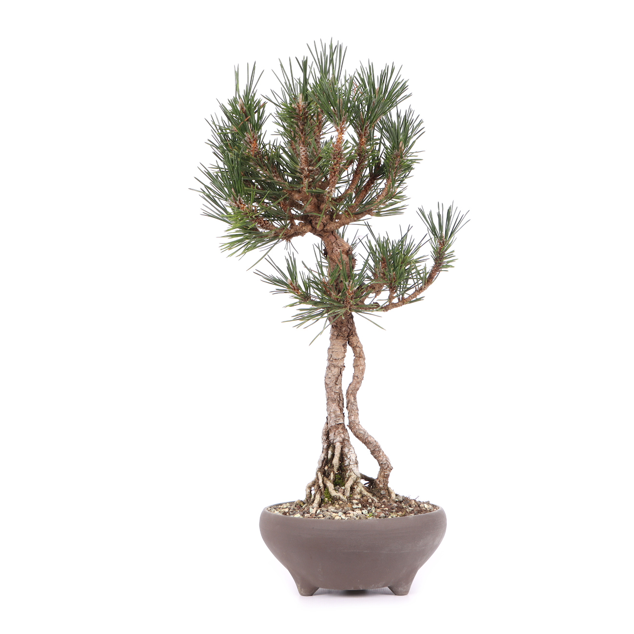Pinus thunbergii 'Kotobuki'