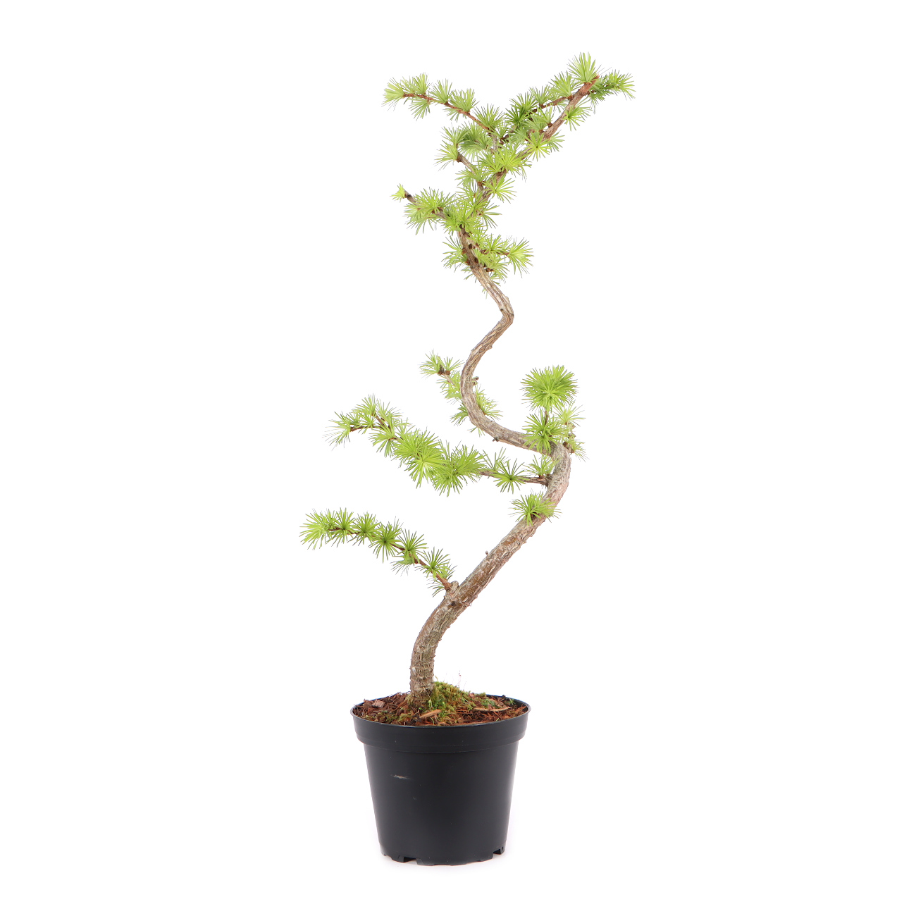 Larix kaempferi