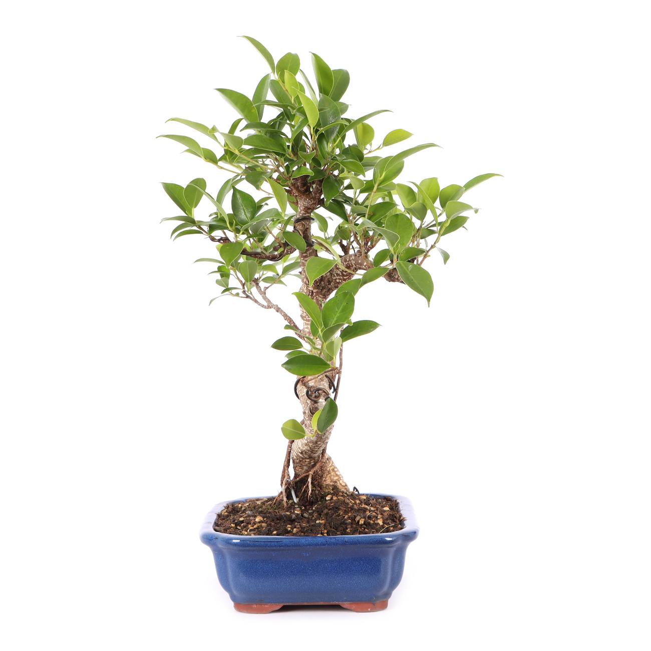 Ficus microcarpa 'Tiger Bark'