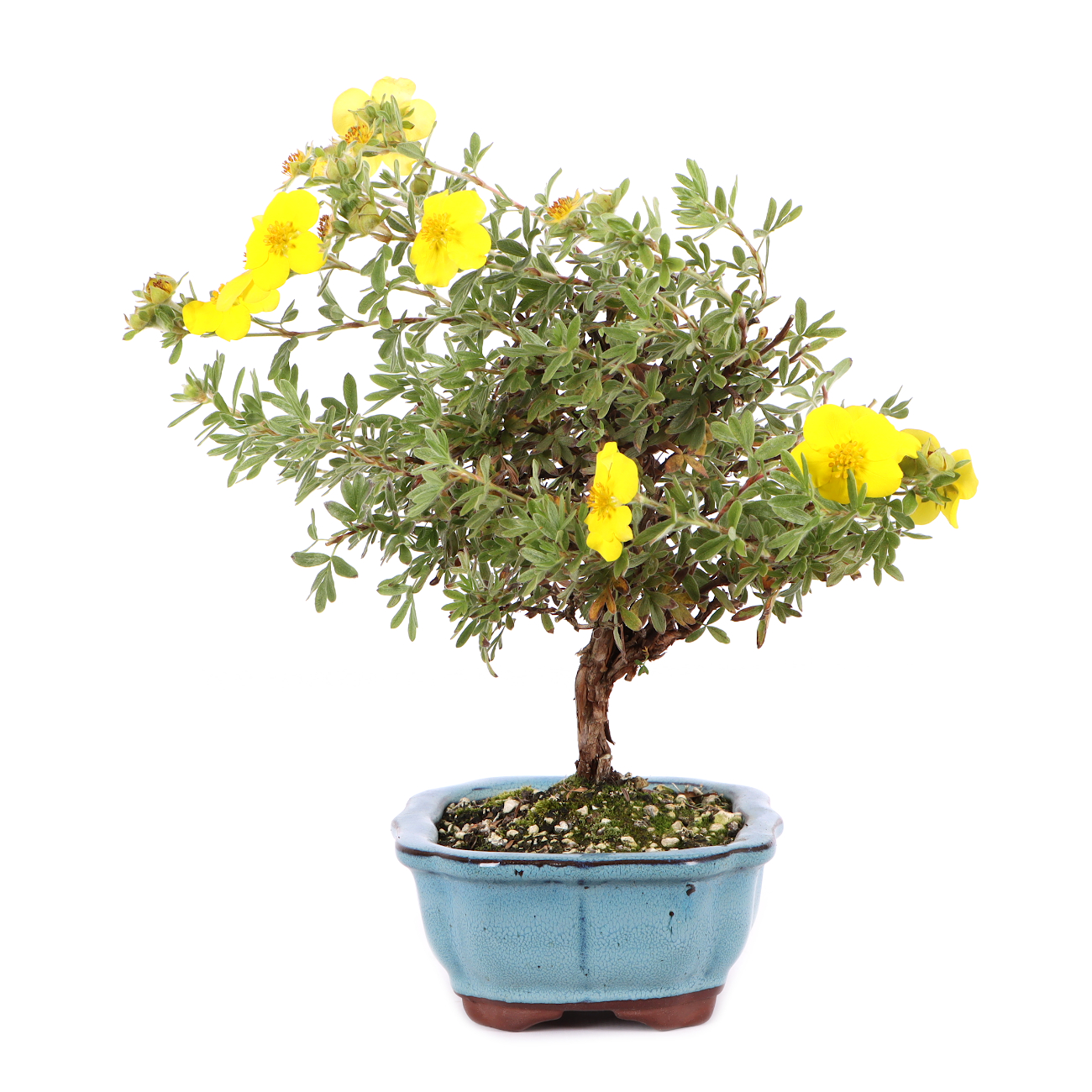 Potentilla fruticosa 'Goldteppich'