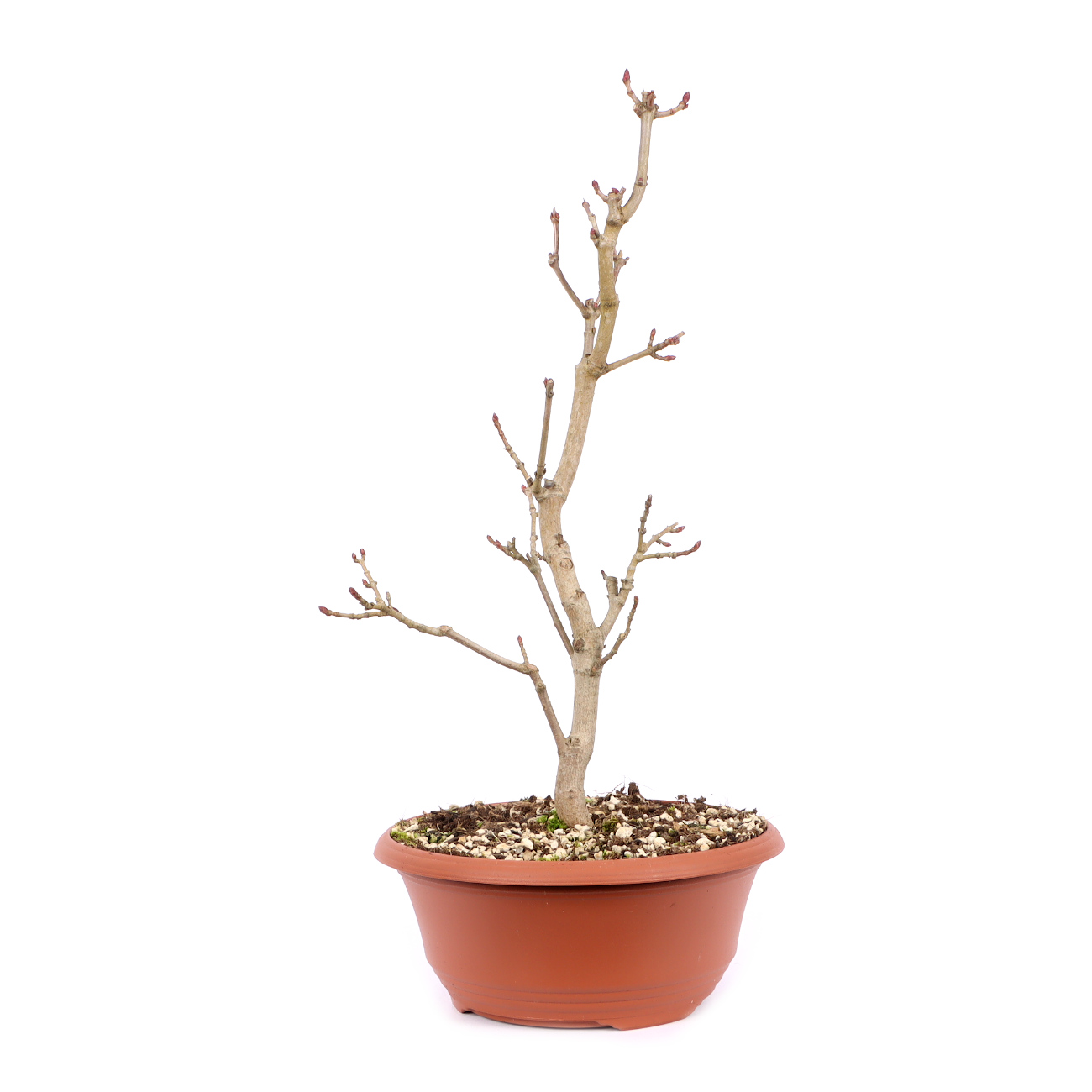 Acer platanoides