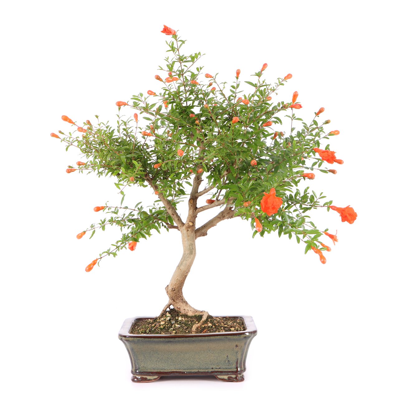 Punica granatum 'Nana'
