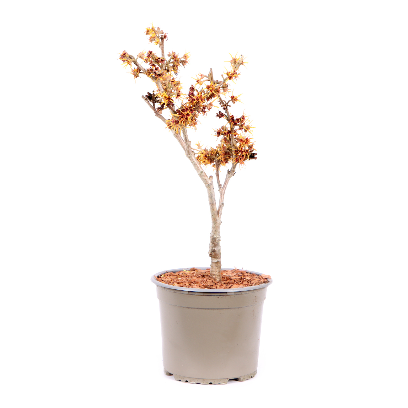 Seitenansicht rechts