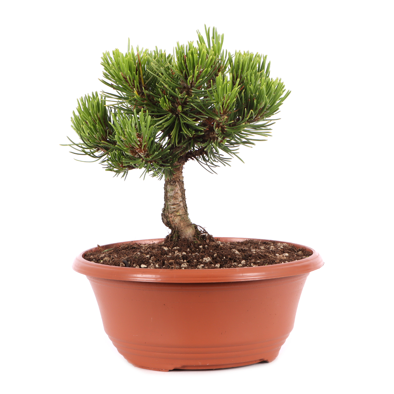 Pinus mugo 'Sherwood Compact'