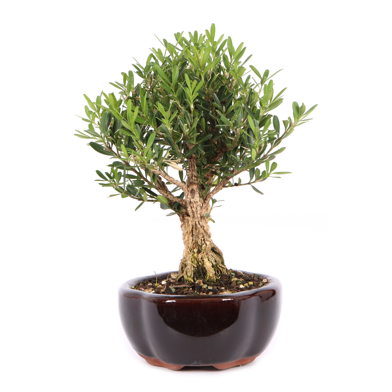 Buxus sinica var. sinica