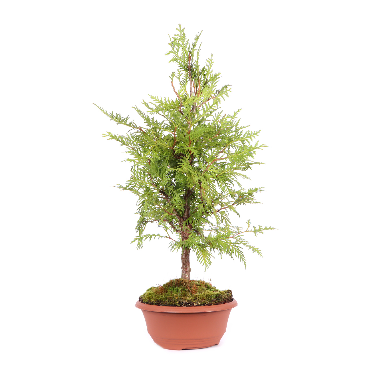 Seitenansicht rechts