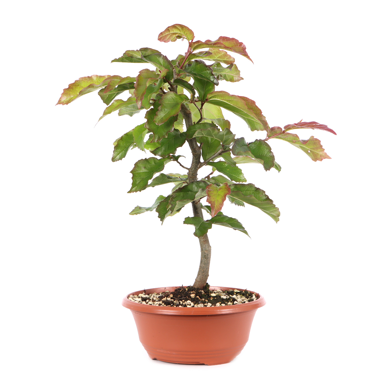 Parrotia persica 'Bella'