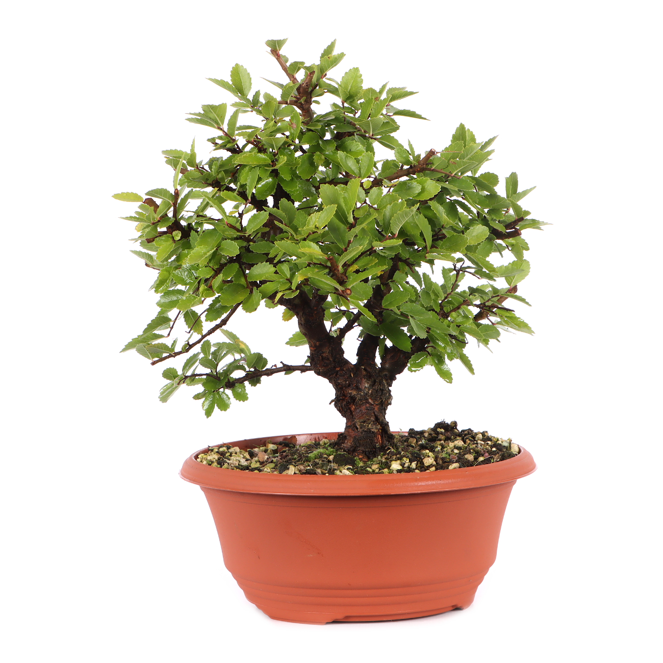 Ulmus japonica