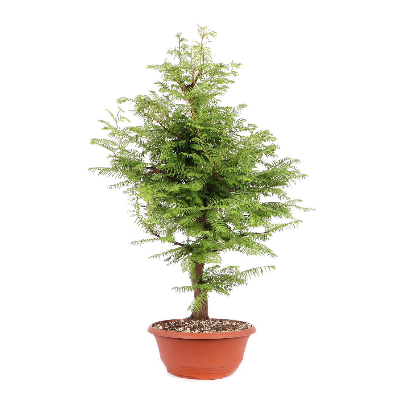 Seitenansicht rechts