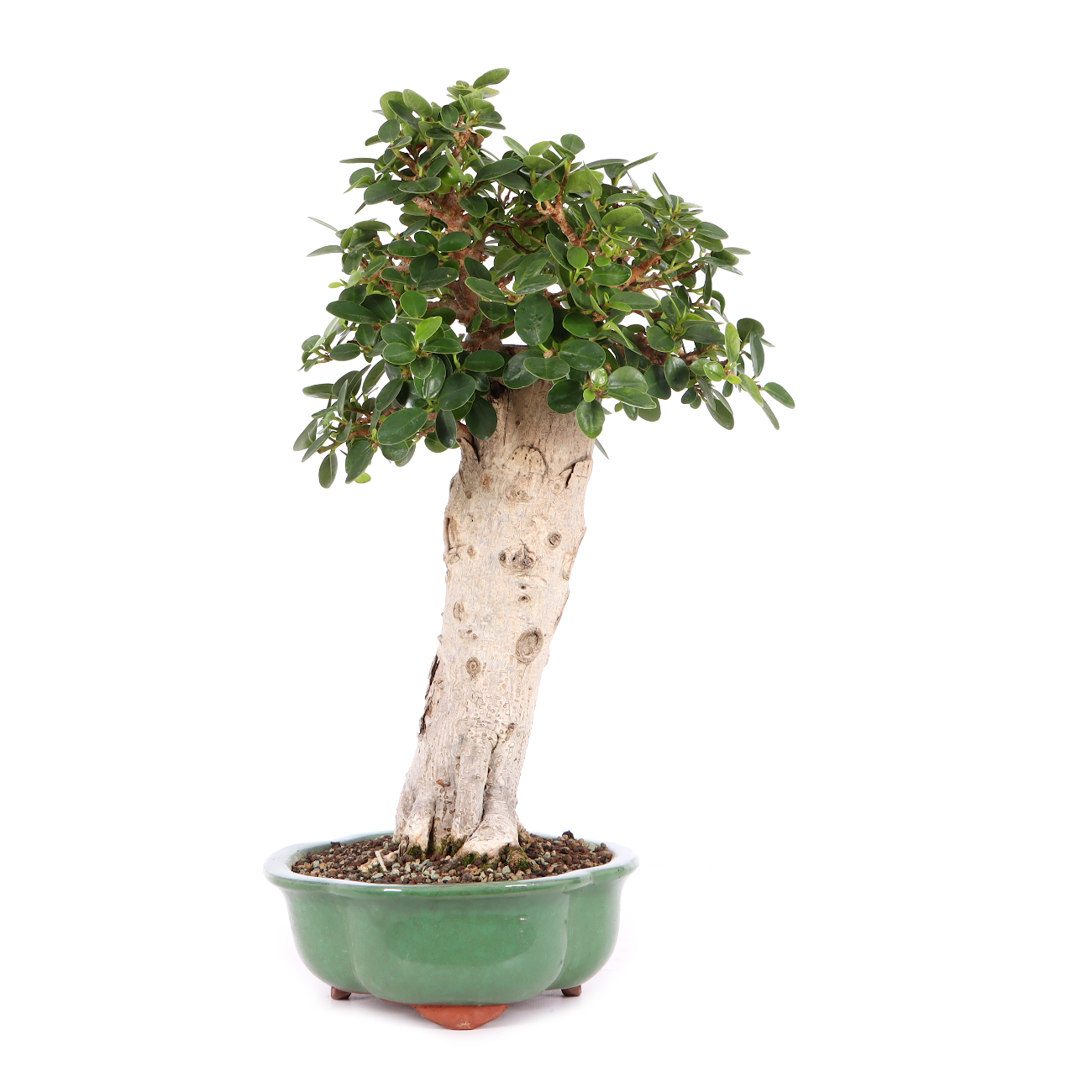 Ficus microcarpa 'Shiny'