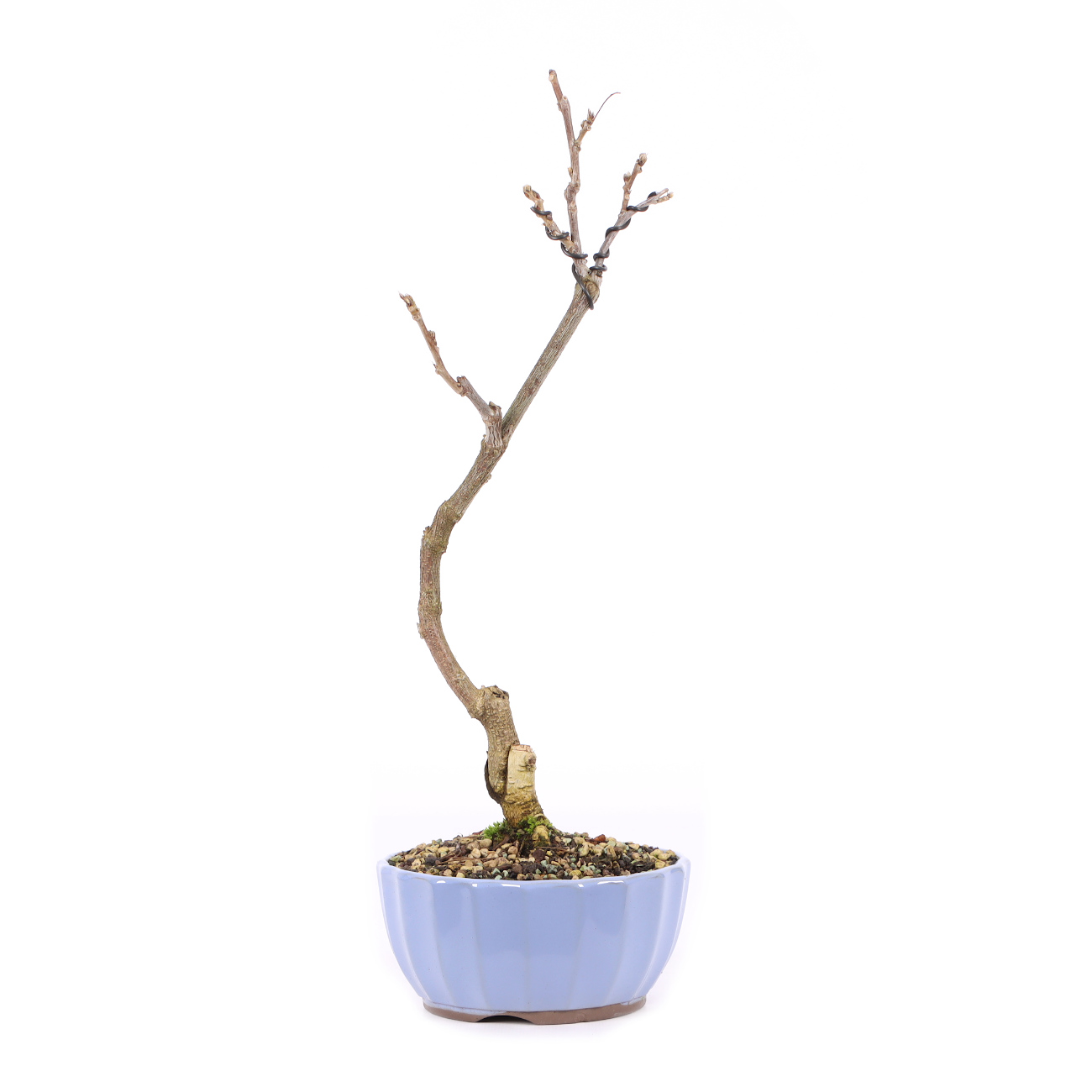 Wisteria sinensis 'Prolific'