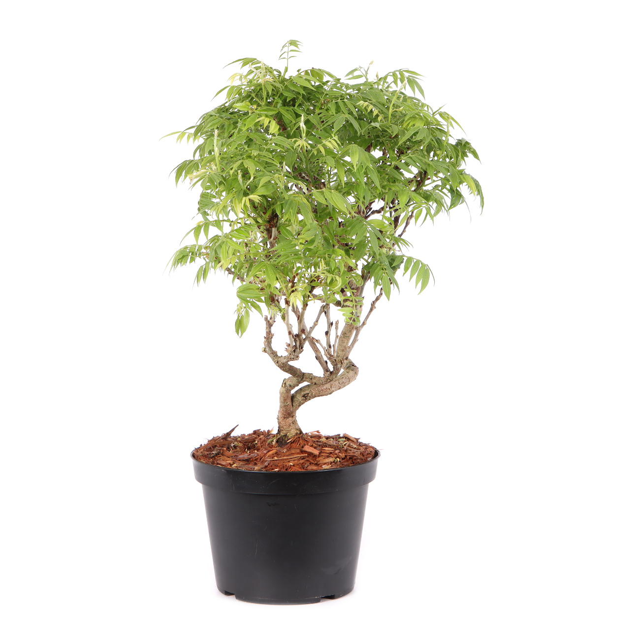 Millettia japonica 'Hime Fuji'
