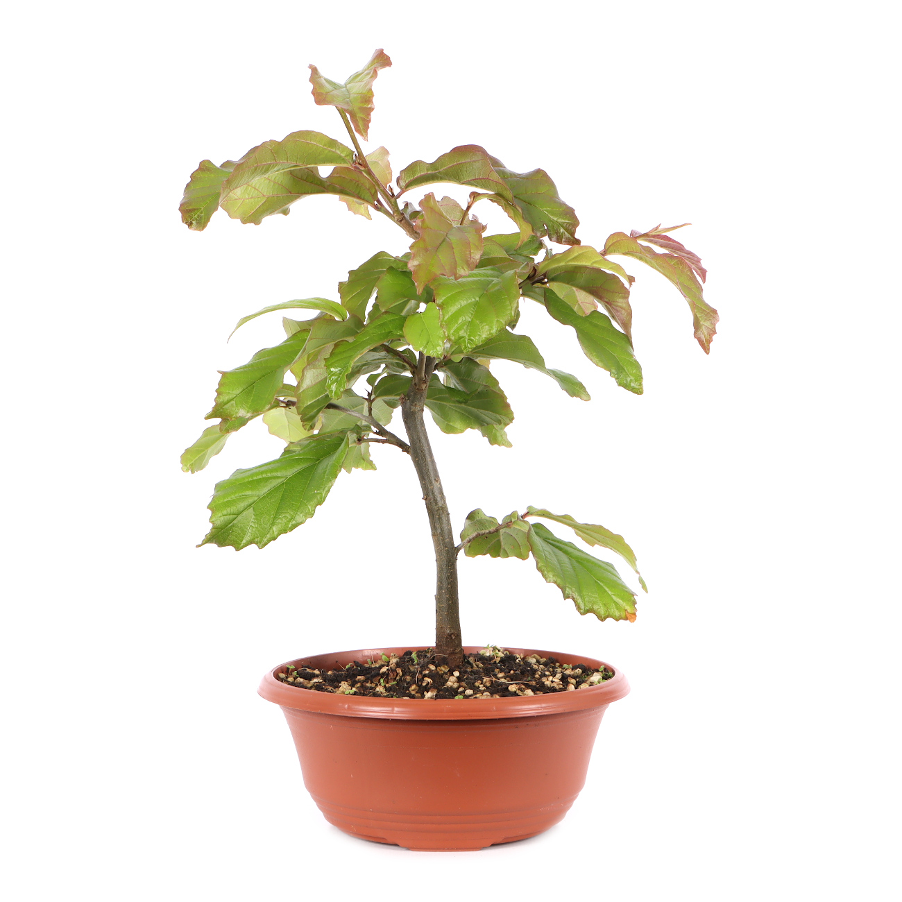 Parrotia persica 'Bella'