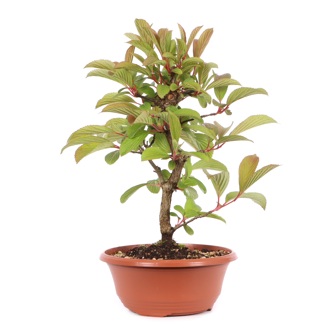 Viburnum x bodnantense 'Dawn'