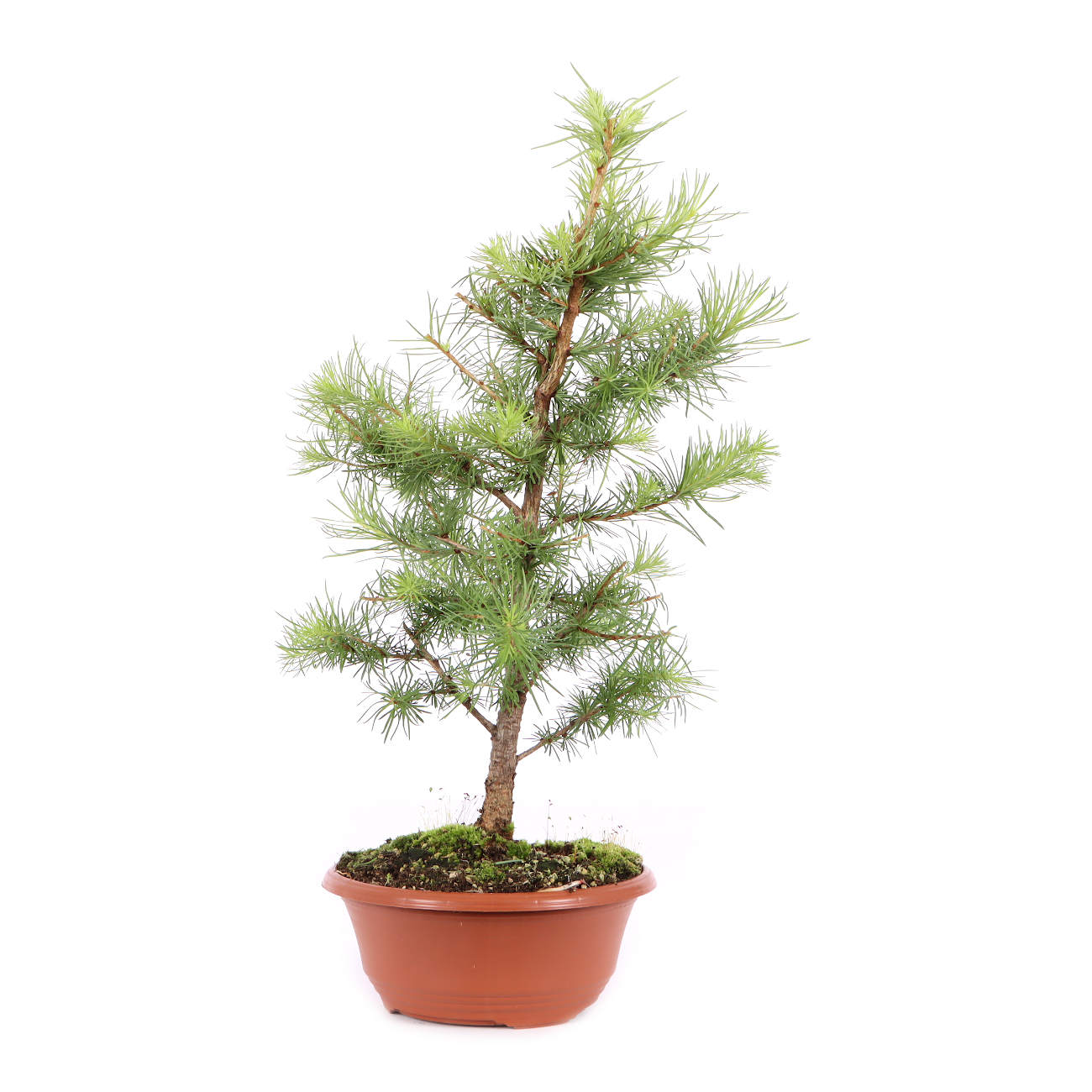 Larix kaempferi