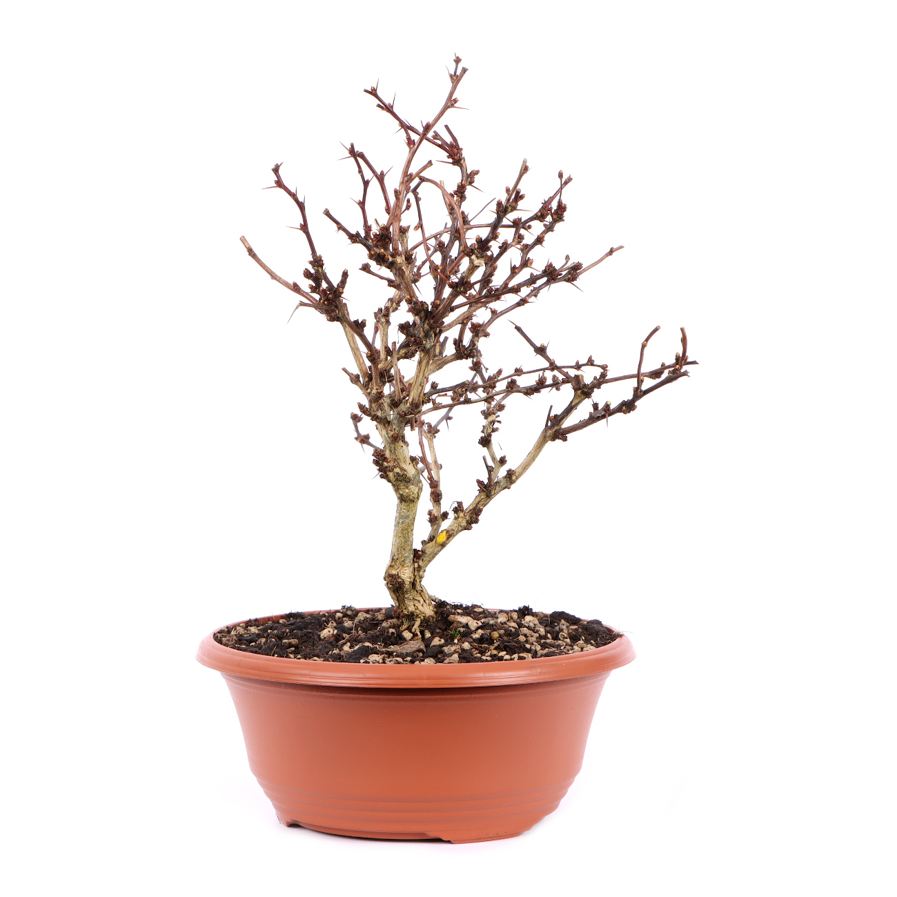 Seitenansicht rechts