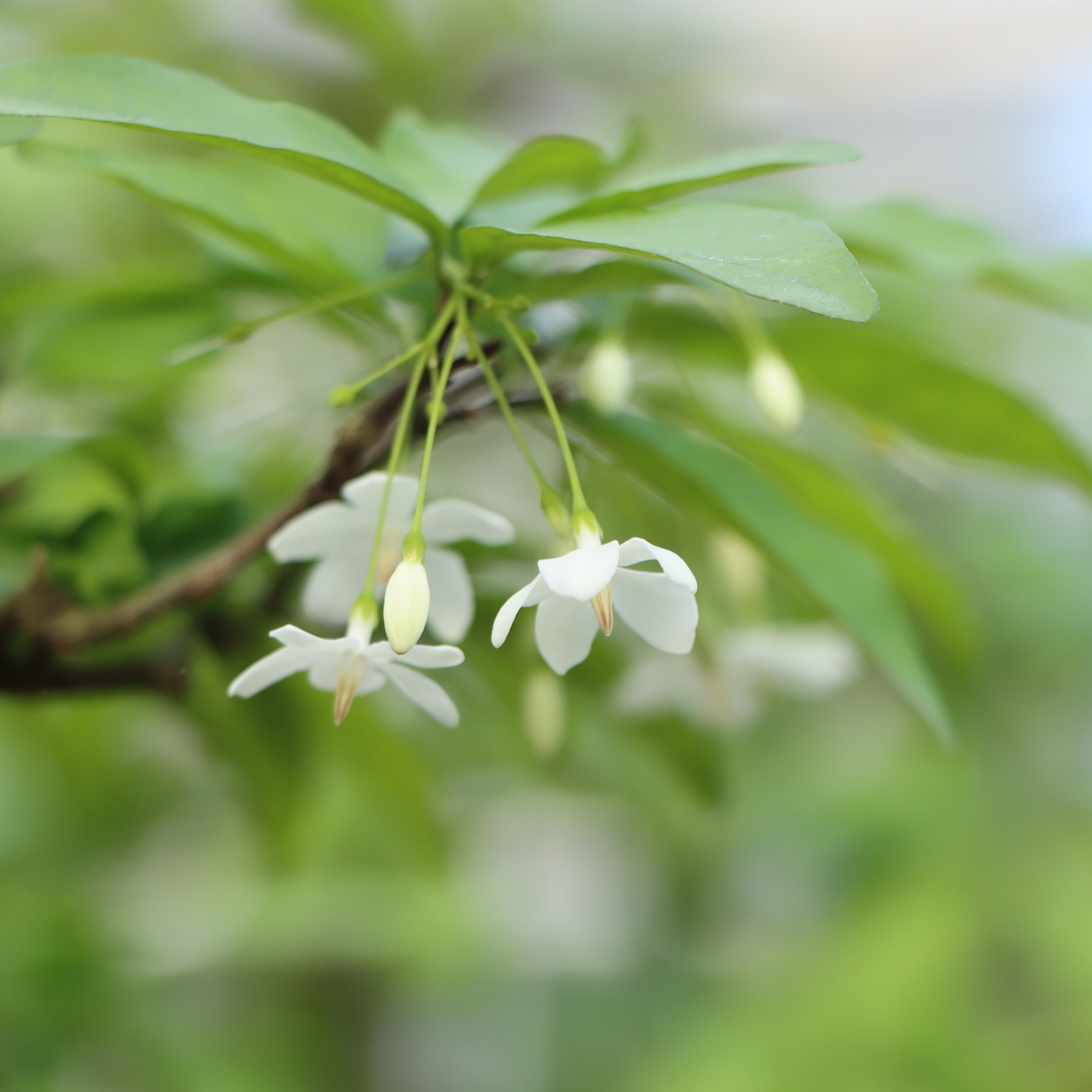 Blüte