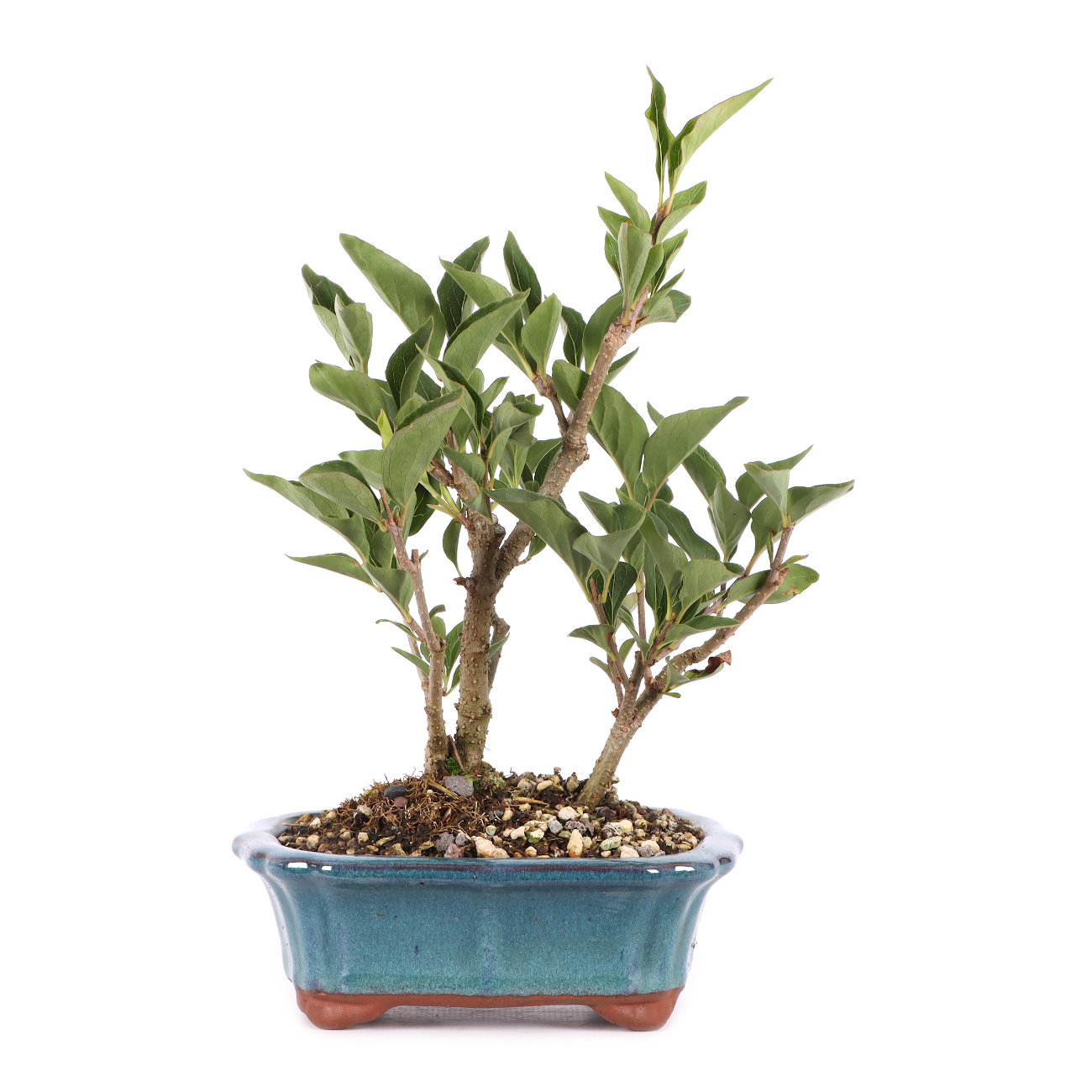 Syringa pubescens var. patula 'Miss Kim'