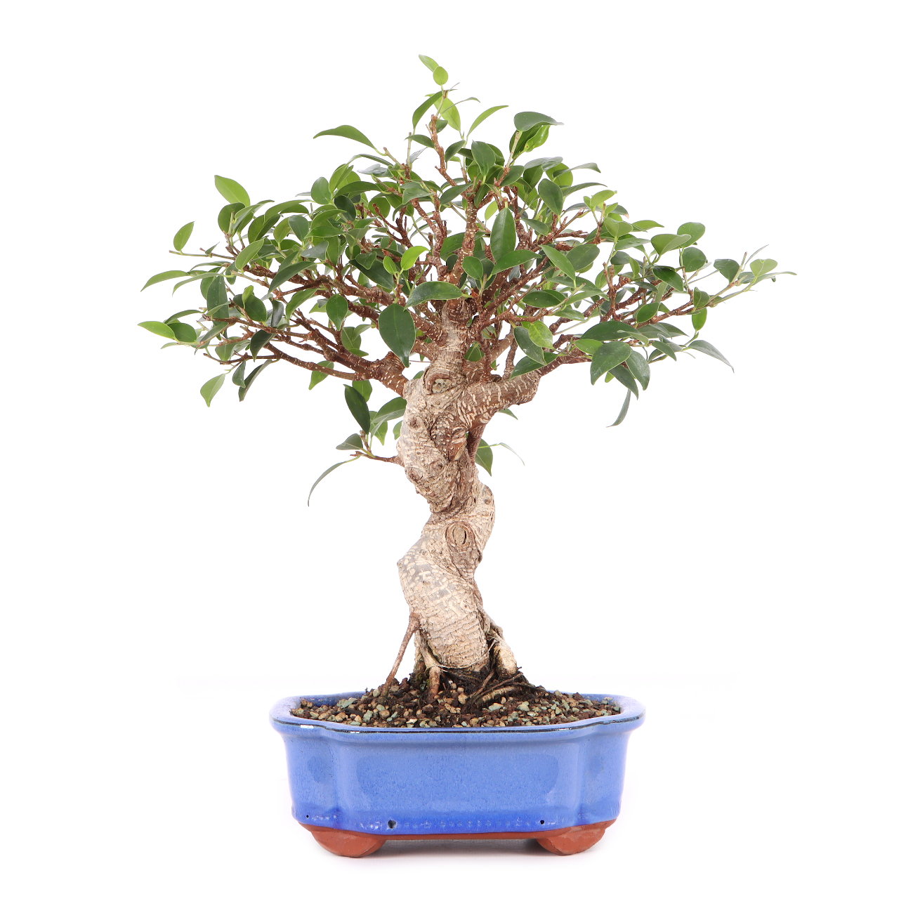 Ficus microcarpa 'Tiger Bark'
