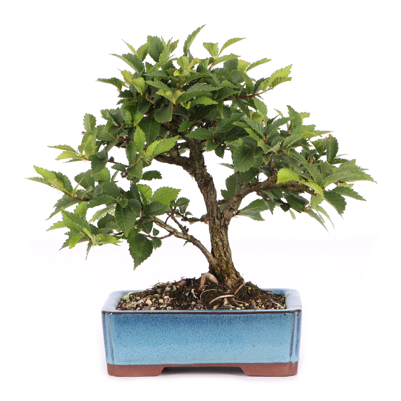 Ulmus minor var.