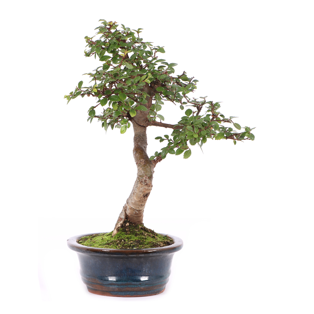 Ulmus parvifolia