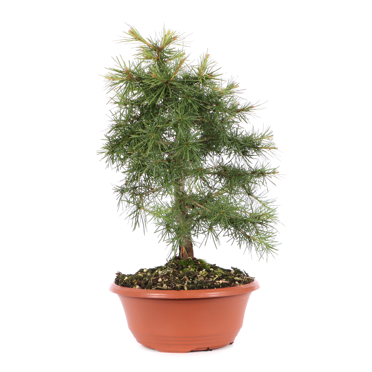 Larix decidua