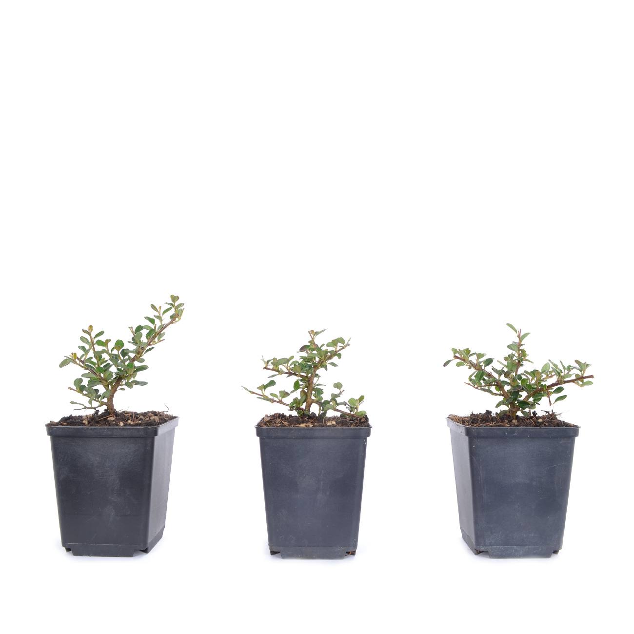 Cotoneaster microphyllus 'Cochleatus'