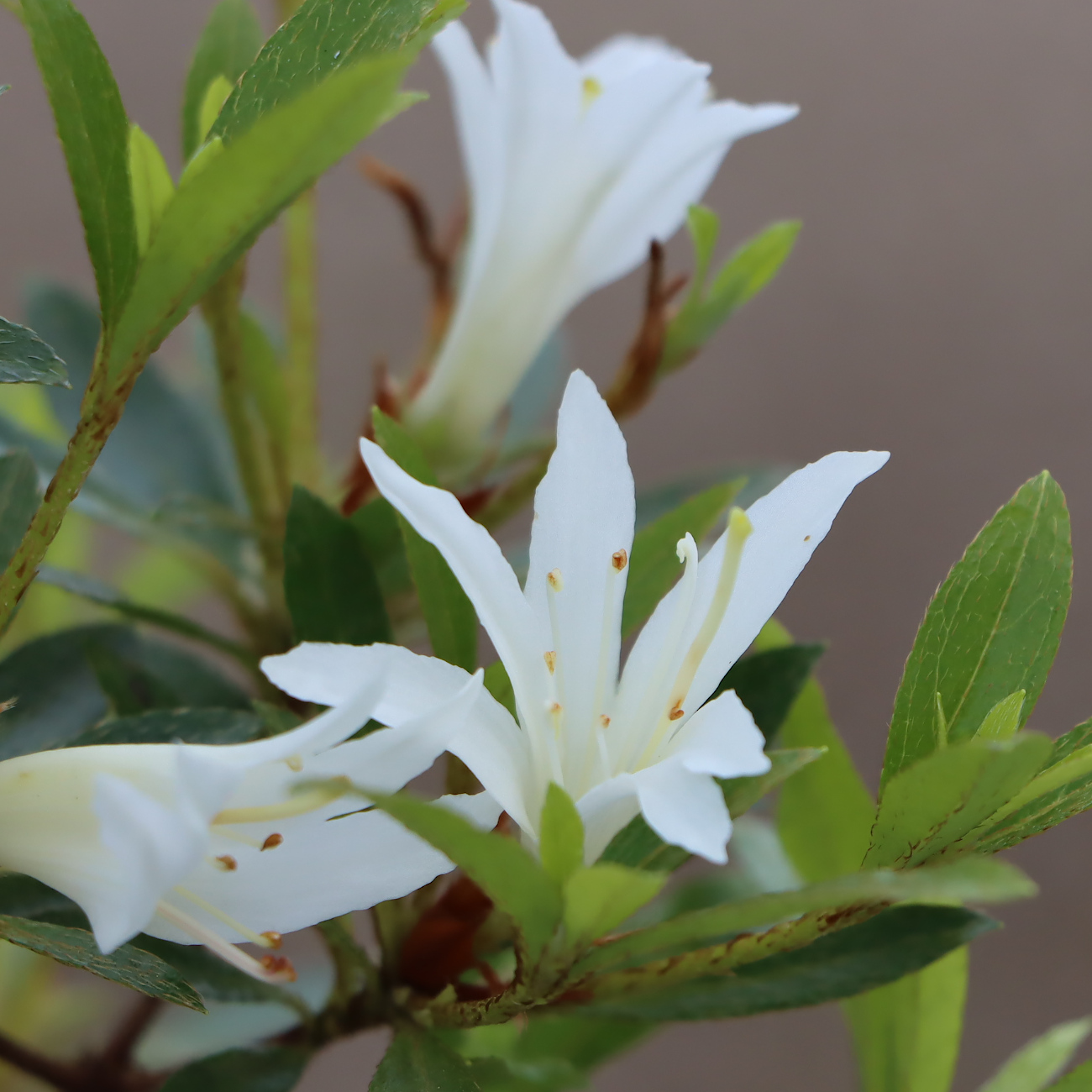 Rhododendron indicum 'Kozan-no-Hikari'