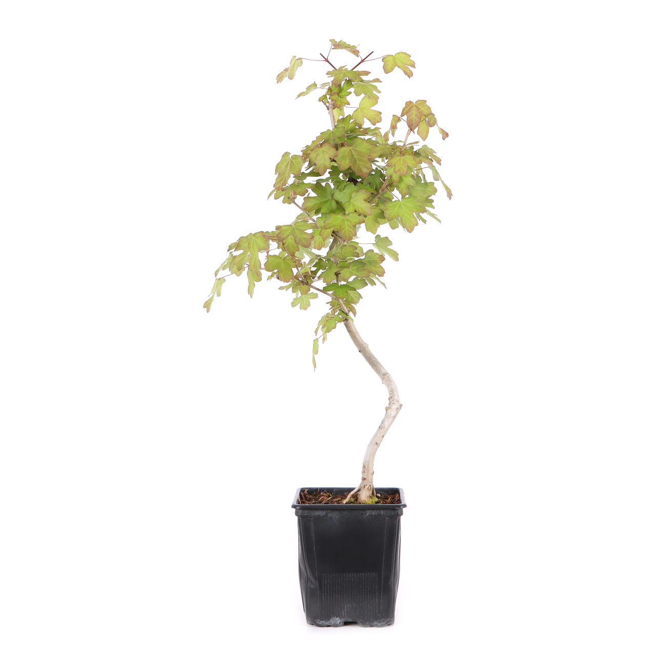 Acer campestre