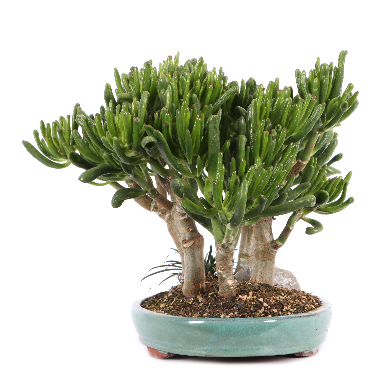 Crassula ovata 'Horn Tree'