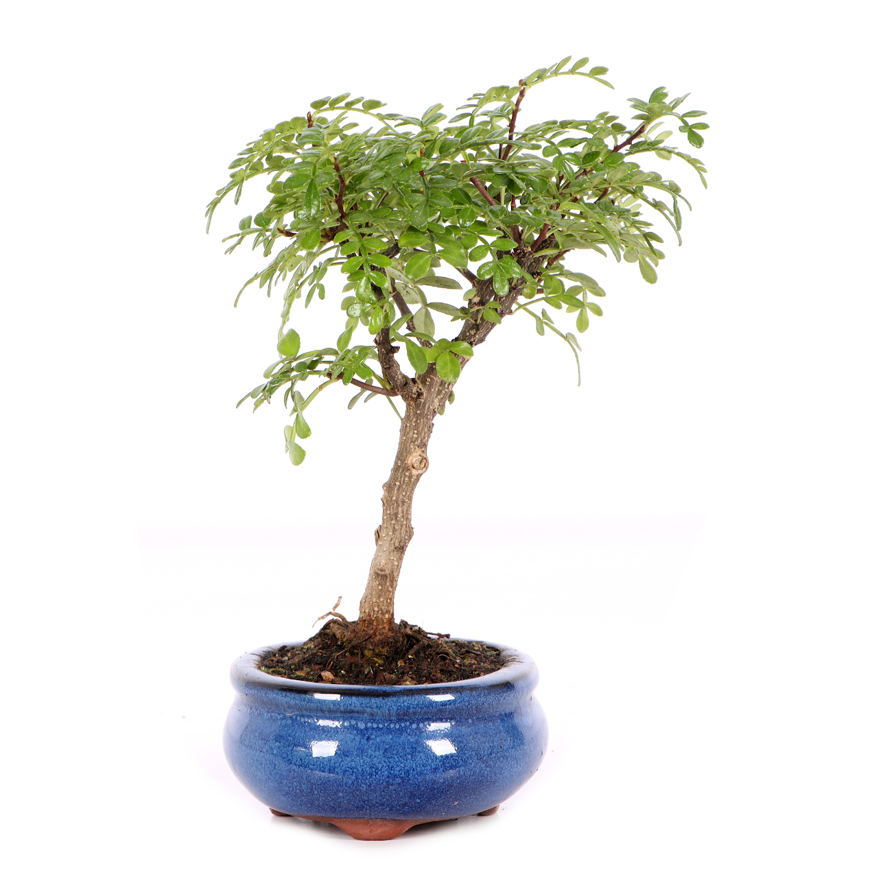 Zanthoxylum spec.