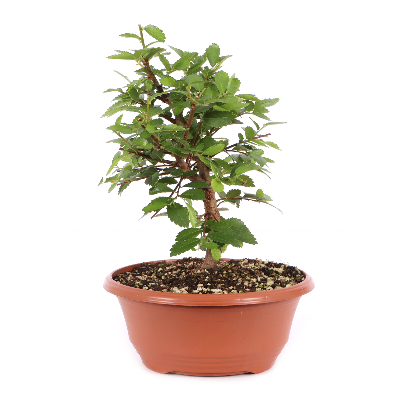 Ulmus japonica