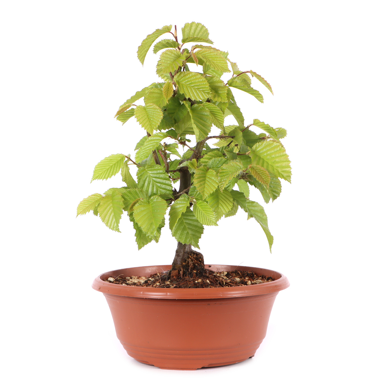 Carpinus betulus