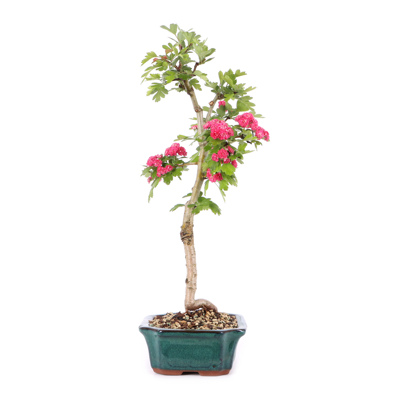 Crataegus laevigata 'Paul's Scarlet'