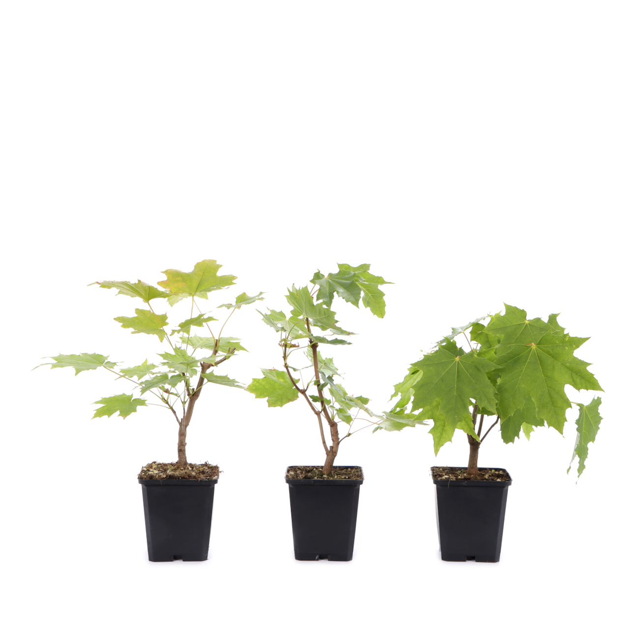 Acer platanoides