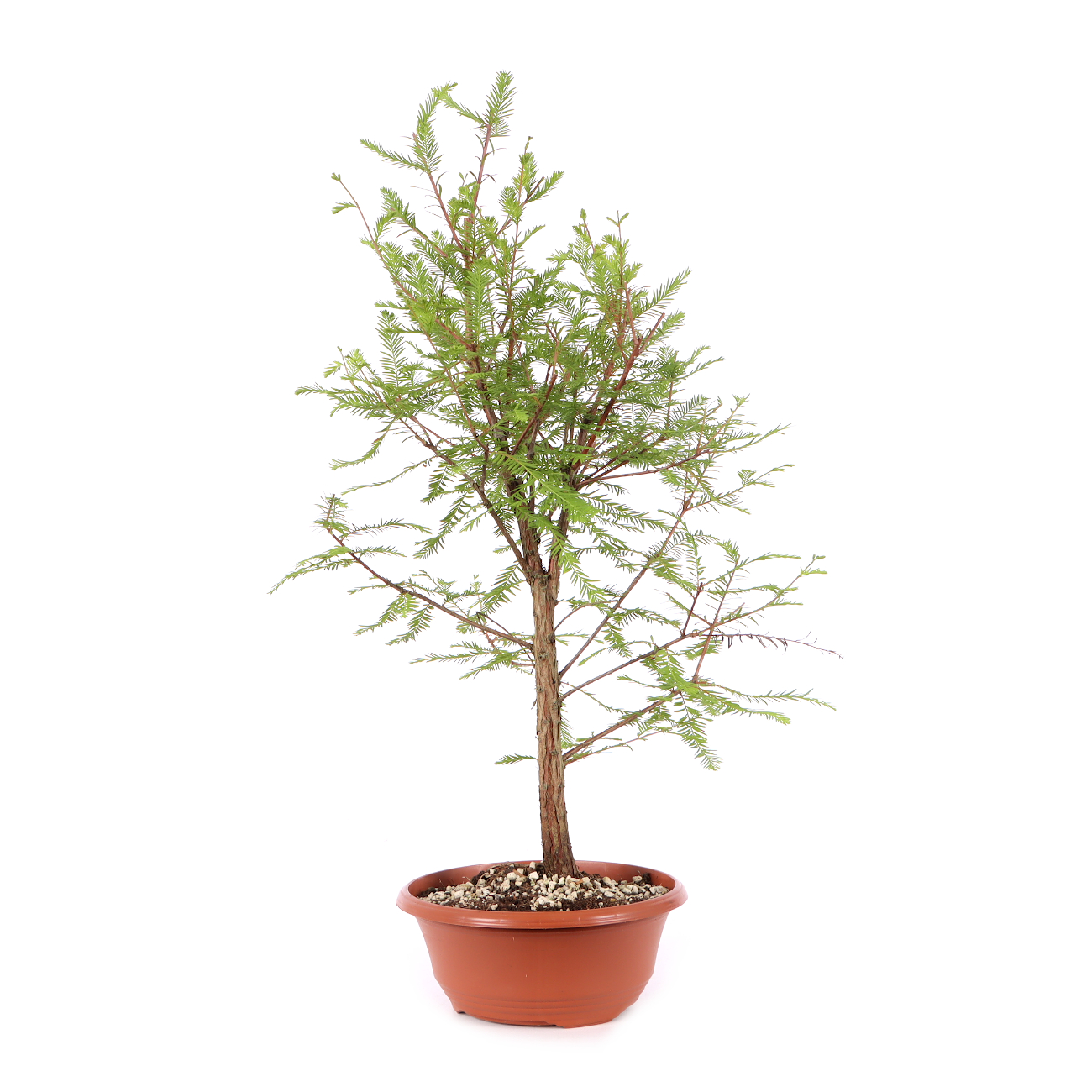 Taxodium distichum