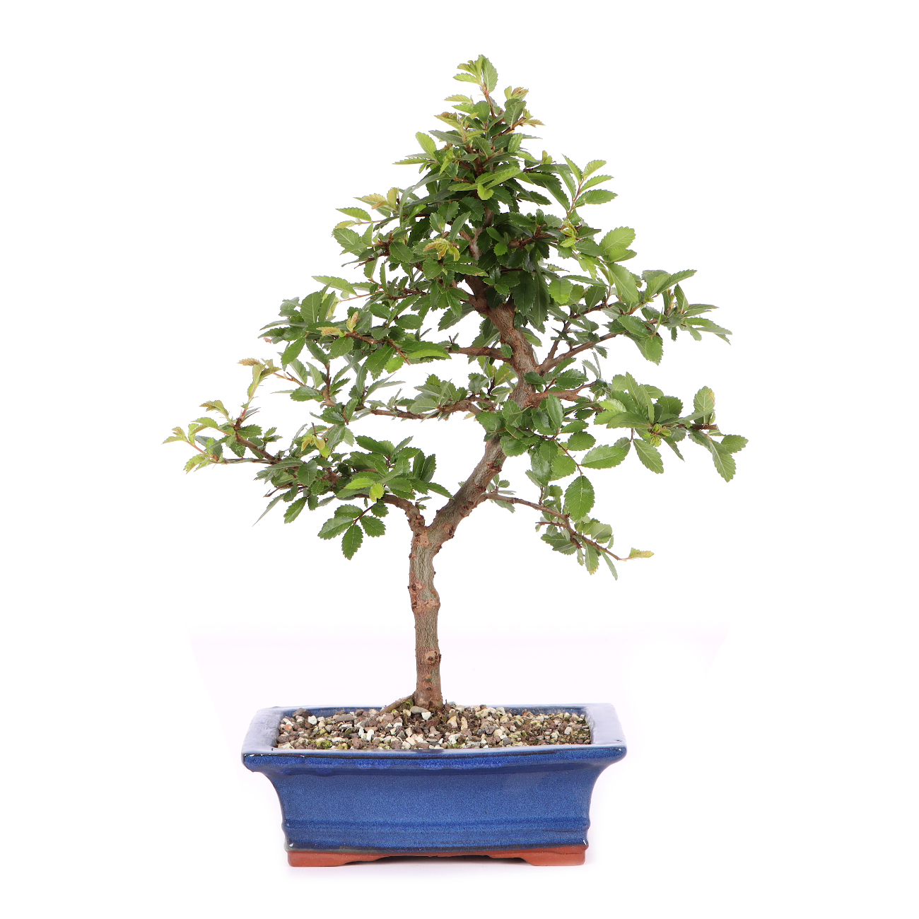 Ulmus japonica