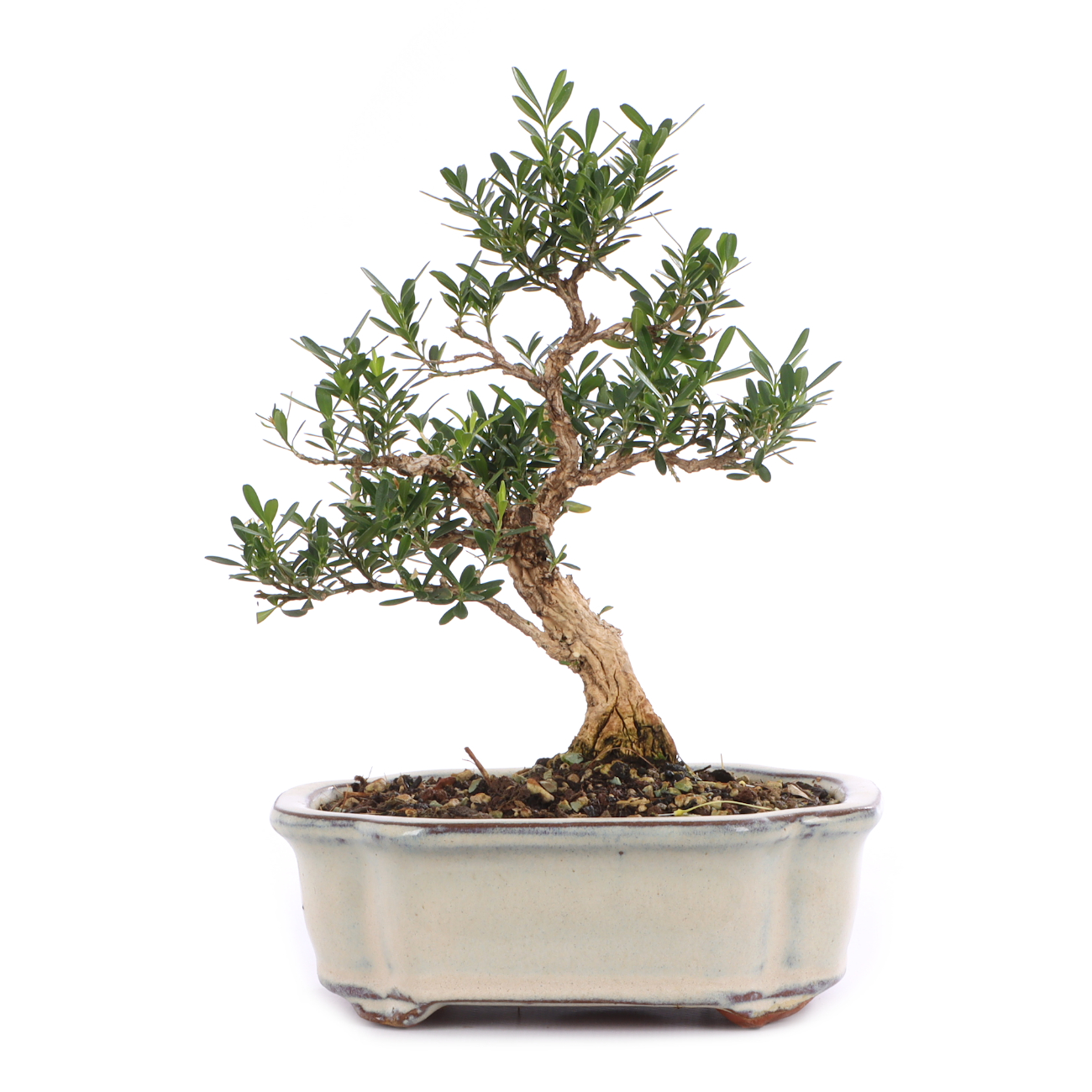 Buxus sinica var. sinica