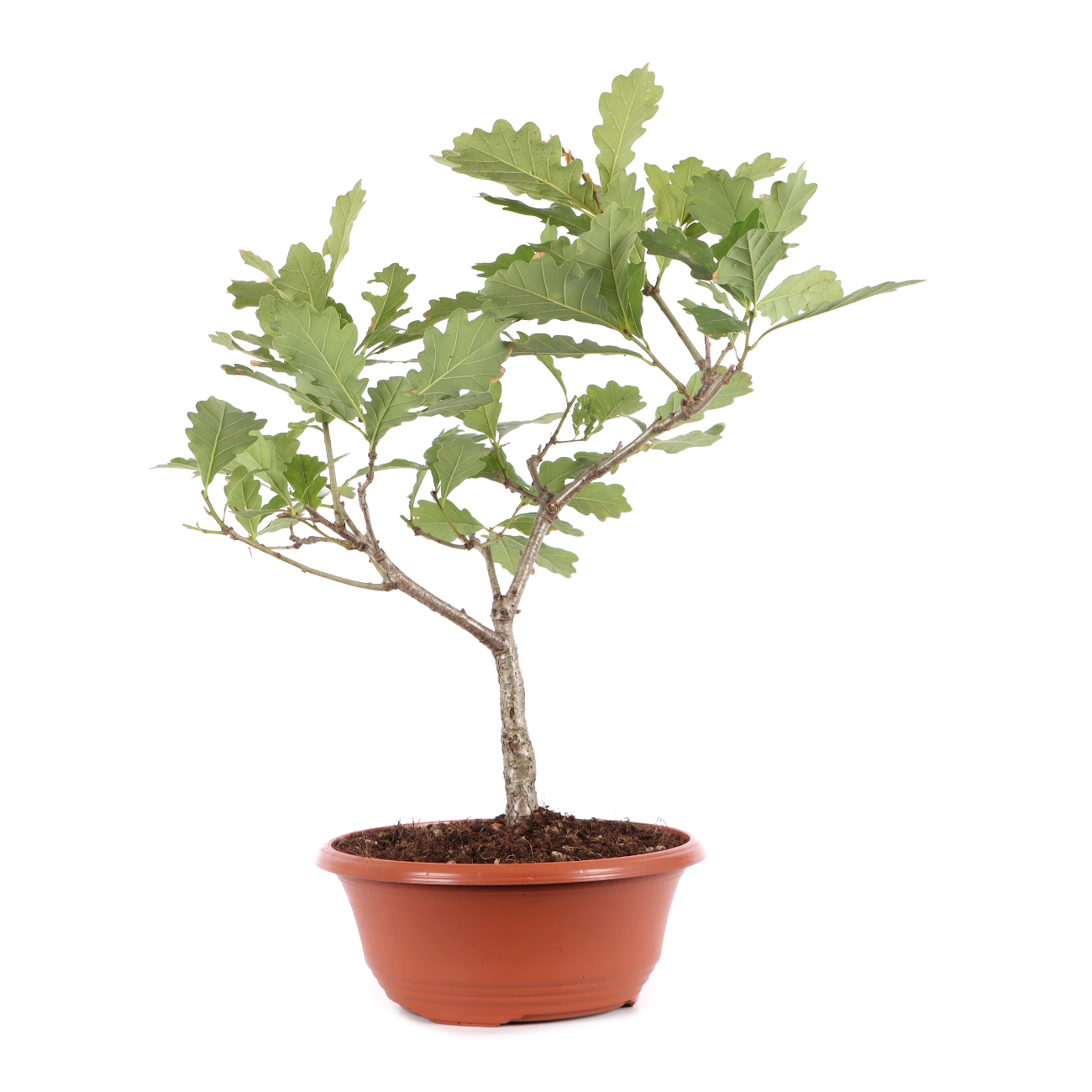 Quercus robur