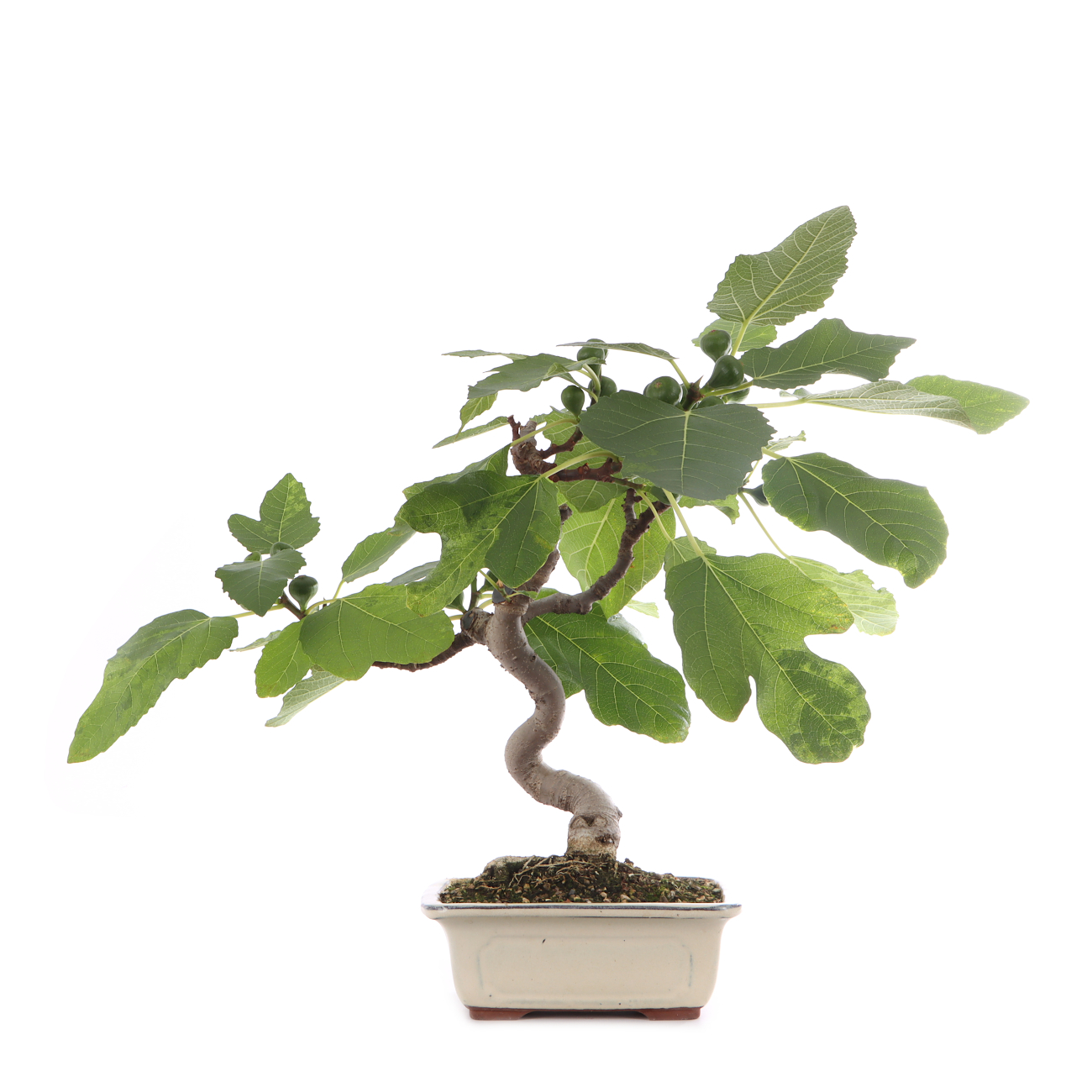 Ficus carica