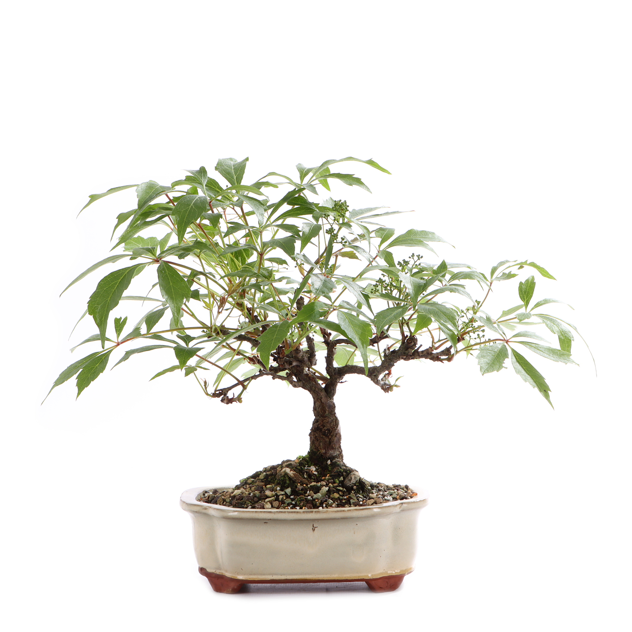 Parthenocissus quinquefolia