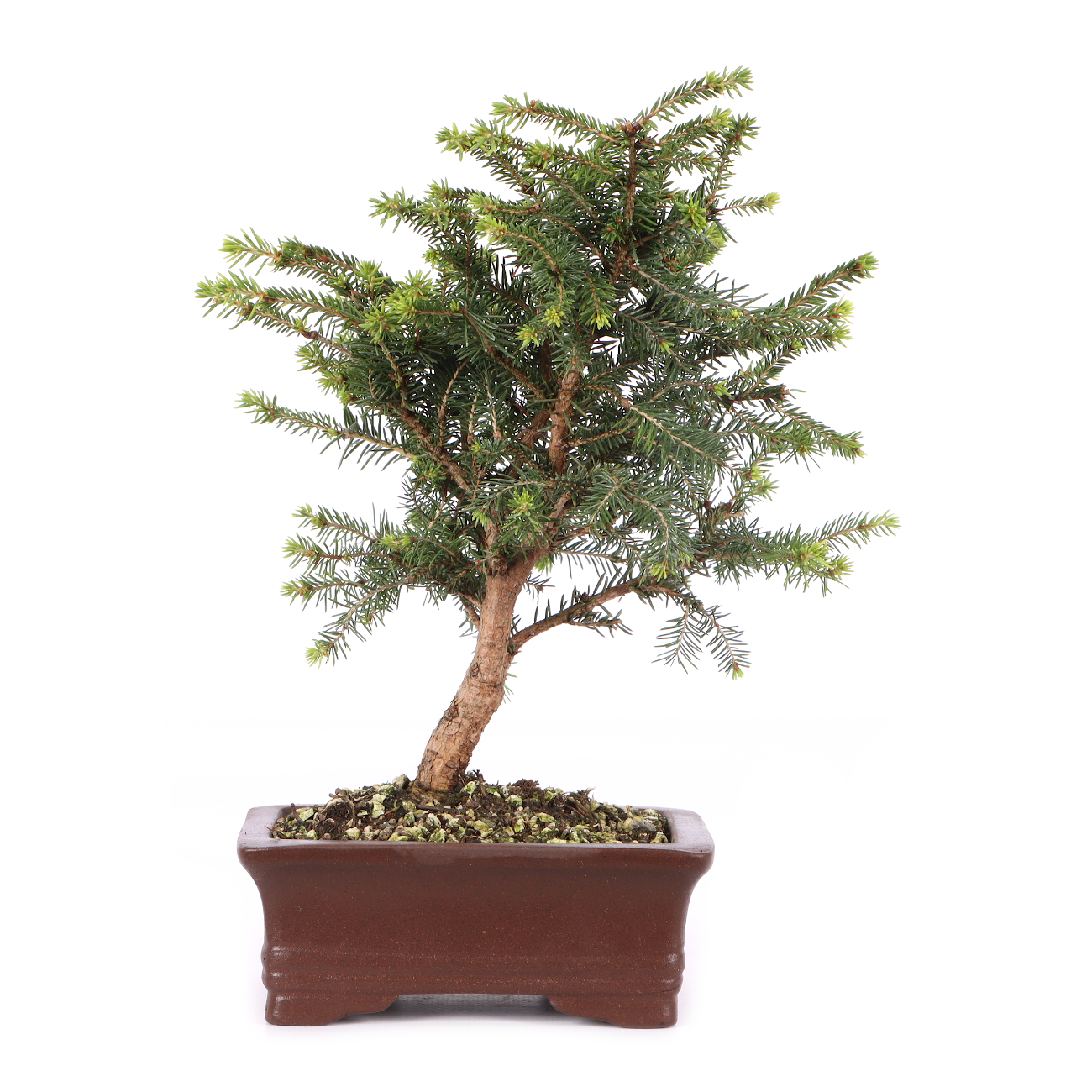Picea abies 'Nidiformis'