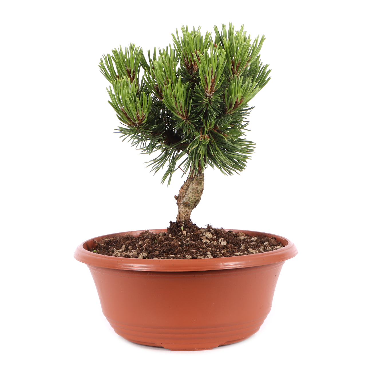 Pinus mugo 'Sherwood Compact'