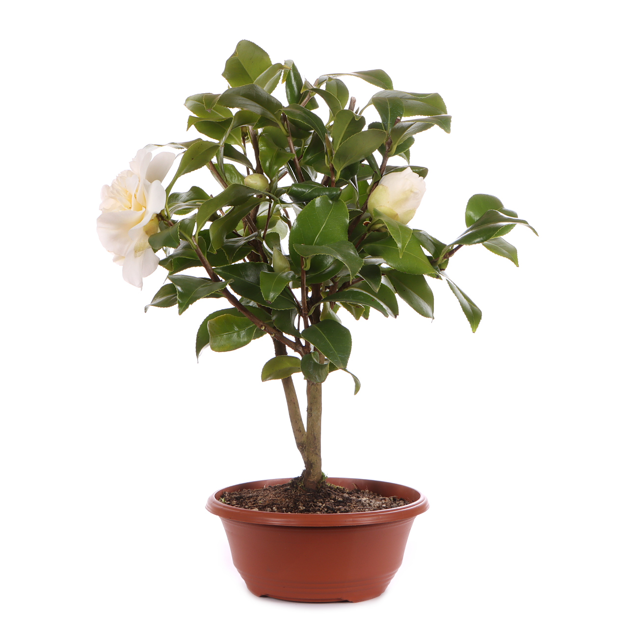 Seitenansicht rechts